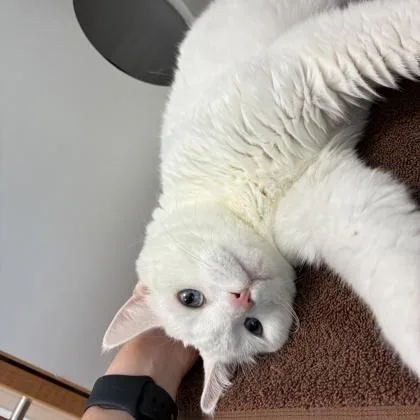 A senior small-sized female Domestic Short Hair cat named Butter for adoption in Wheaton, IL
