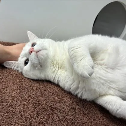 Butter thumbnail 3