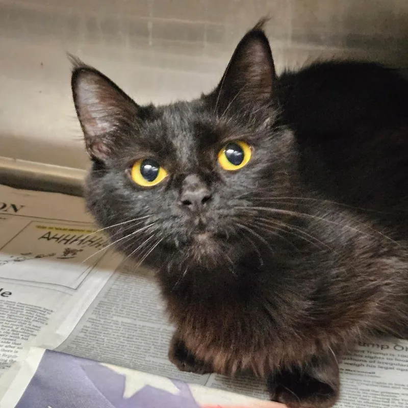 A young medium-sized female Black Domestic Short Hair cat named Aspen for adoption in South Houston, TX