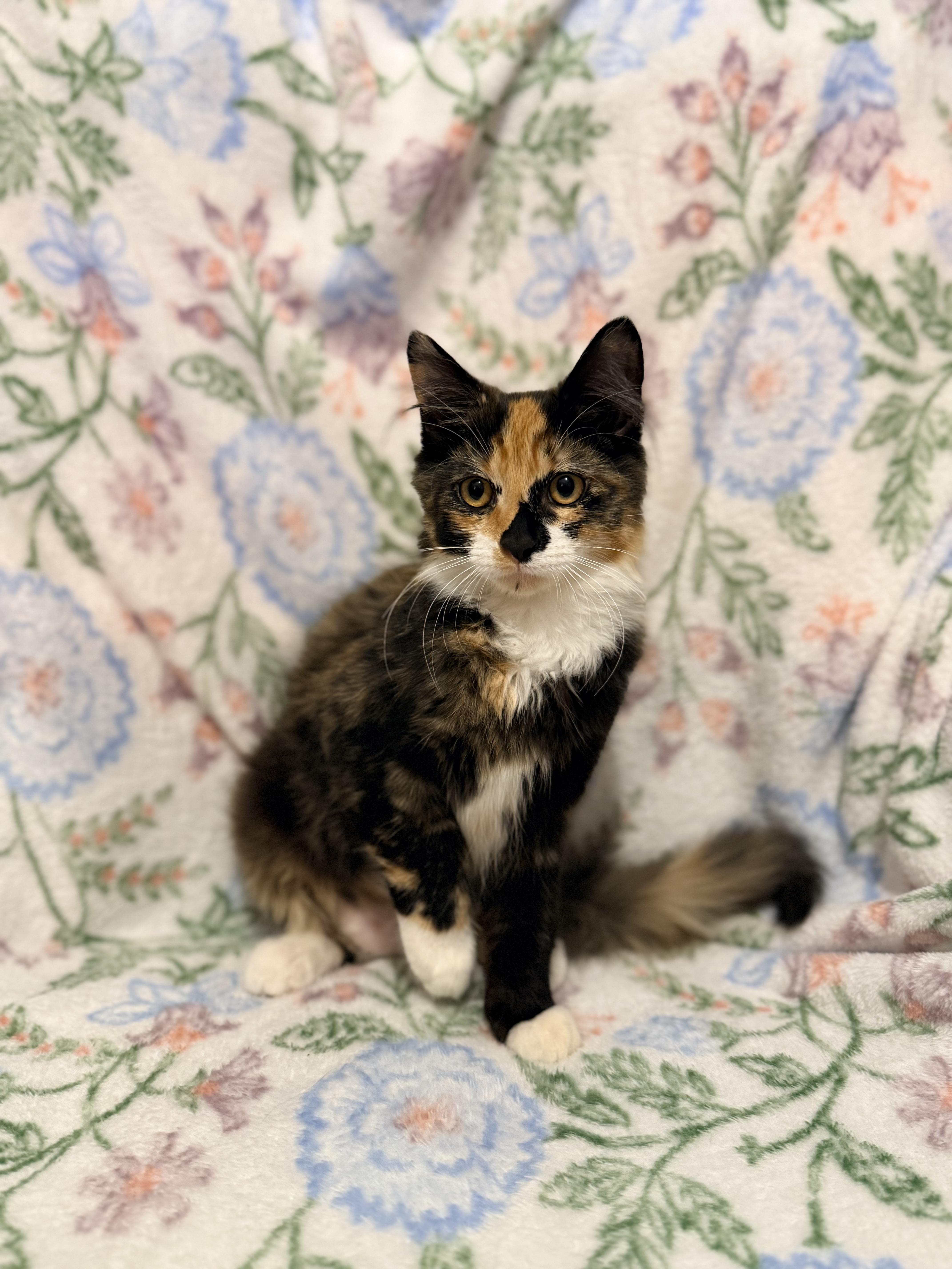 A baby small-sized female Calico cat named Ginny for adoption in Morganton, NC