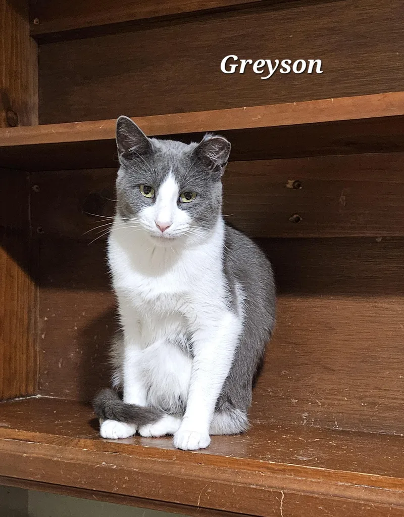 Greyson thumbnail 3