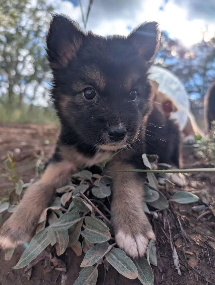 A baby small-sized female Tricolor (Brown, Black, & White) Terrier dog named Walnut for adoption in Albuquerque, NM