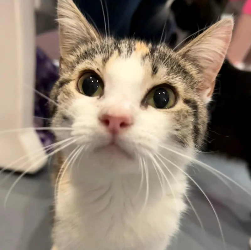 A baby medium-sized female Domestic Short Hair cat named Valentina for adoption in South Bend, IN