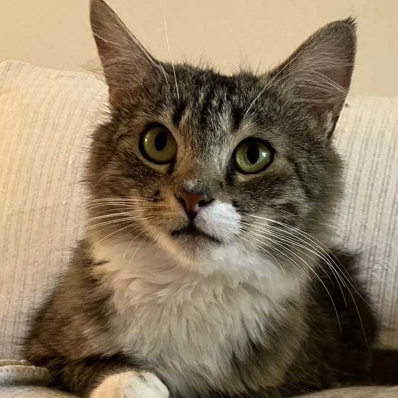 A young medium-sized female Domestic Short Hair cat named Cinderella for adoption in Cumming, GA