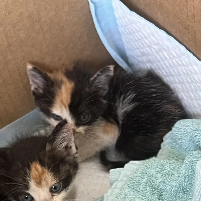 A baby small-sized female Calico Domestic Short Hair cat named Blanche for adoption in Pahoa, HI