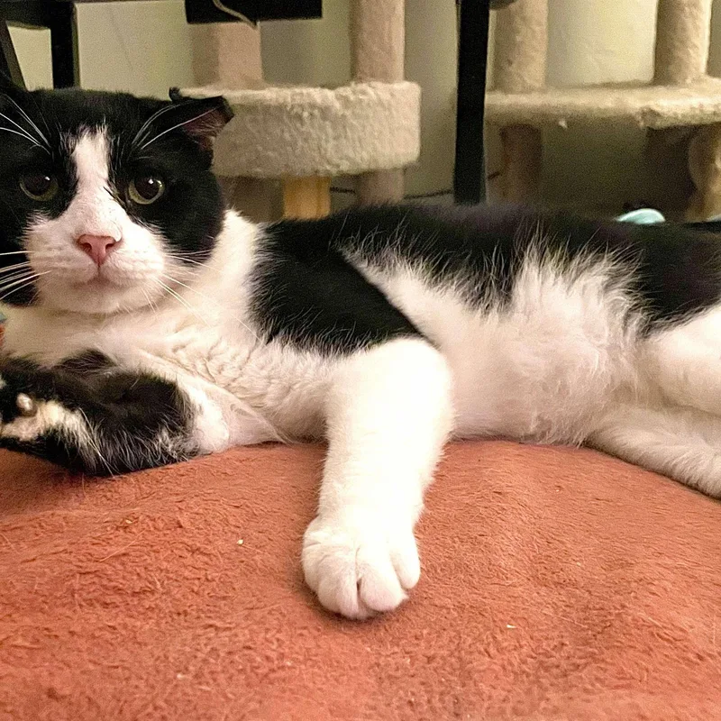 An adult large-sized male Black & White / Tuxedo Domestic Short Hair cat named Trooper for adoption in Pittsburgh, PA