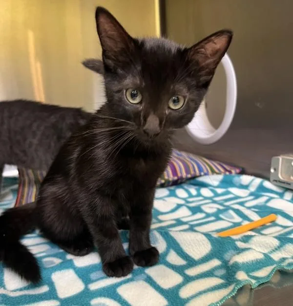 A baby small-sized female Domestic Short Hair cat named Morticia for adoption in Sioux City, IA