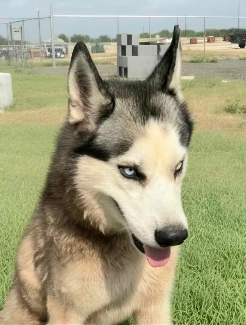 An adult medium-sized male Tricolor (Brown, Black, & White) Siberian Husky dog named Kodiak for adoption in Gregory, TX