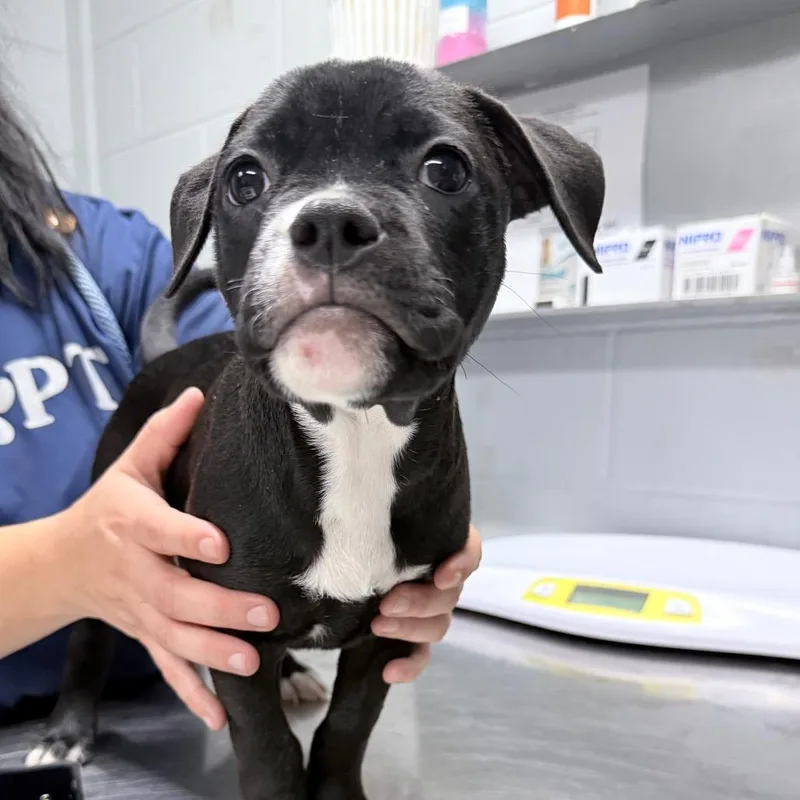 A baby small-sized female Black Mixed Breed dog named Frog for adoption in Summerville, SC