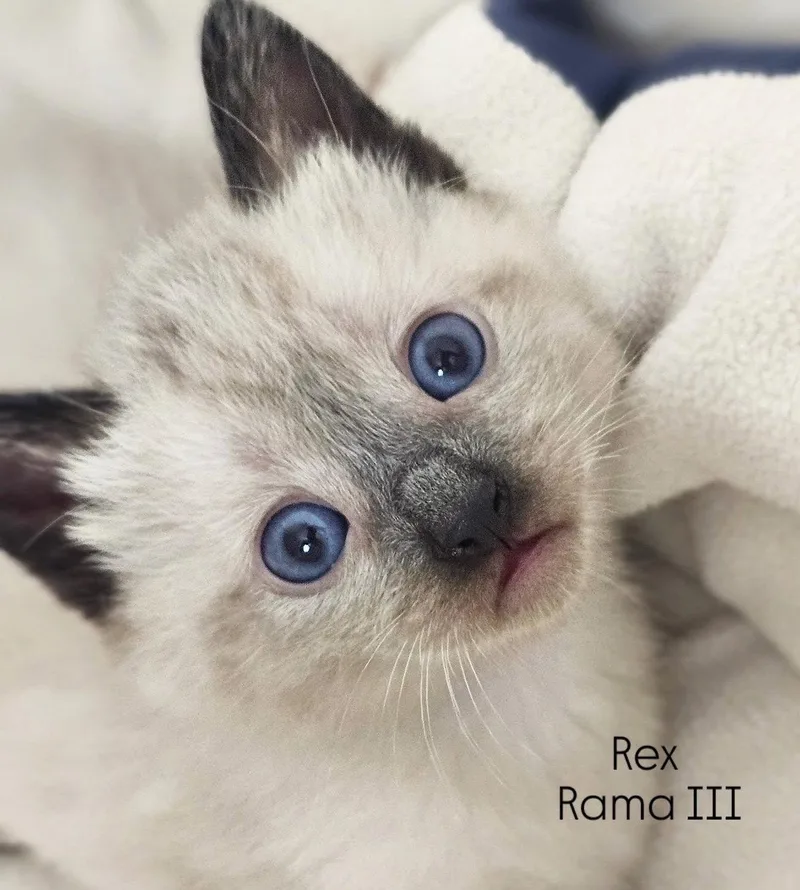 A young medium-sized male Siamese cat named Rex for adoption in Riverside, CA