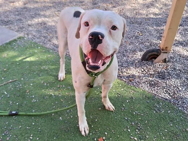A young large-sized male Boxer dog named Noodles for adoption in Phoenix, AZ