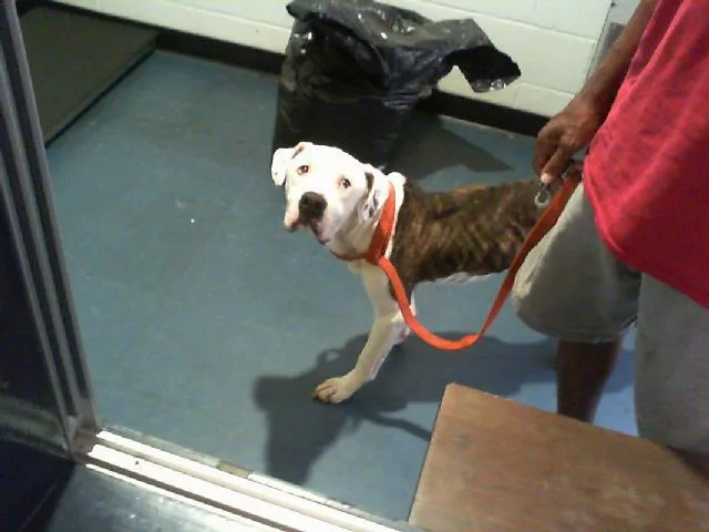 A young medium-sized male Pit Bull Terrier dog named A for adoption in Charlotte, NC
