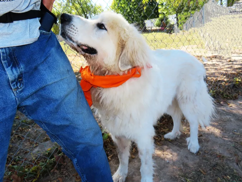 An adult large-sized male Great Pyrenees dog named Polar C for adoption in Rogers, AR