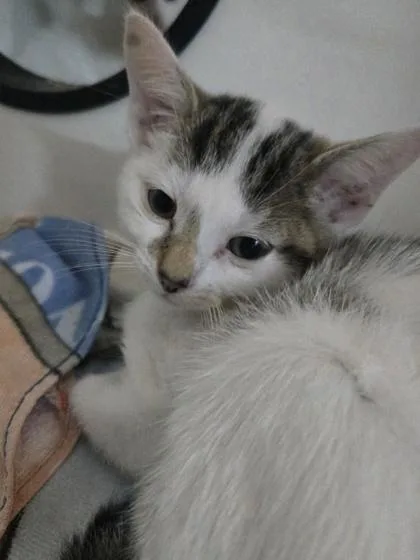 A baby medium-sized female Domestic Short Hair cat named Irma for adoption in Savannah, GA