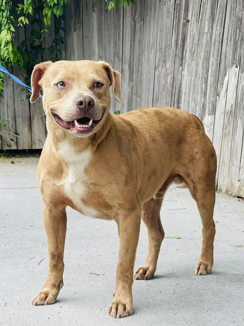 An adult large-sized male Merle (Red) Pit Bull Terrier dog named Ac "pumpkin" for adoption in Conyers, GA