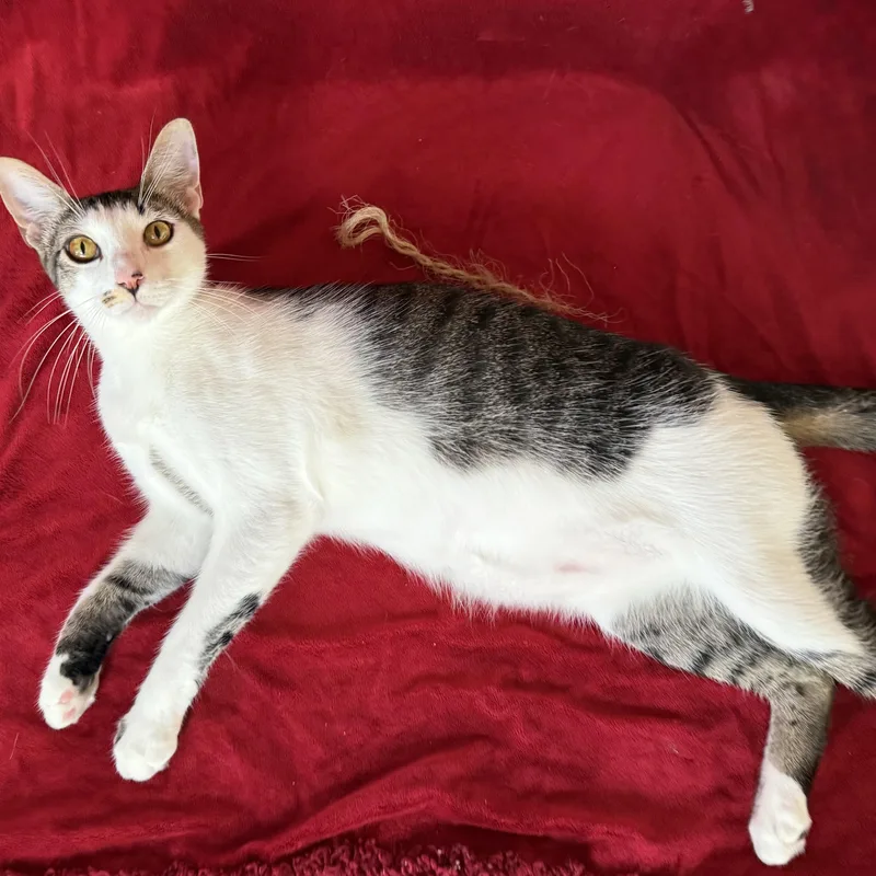 Porcupine thumbnail 2