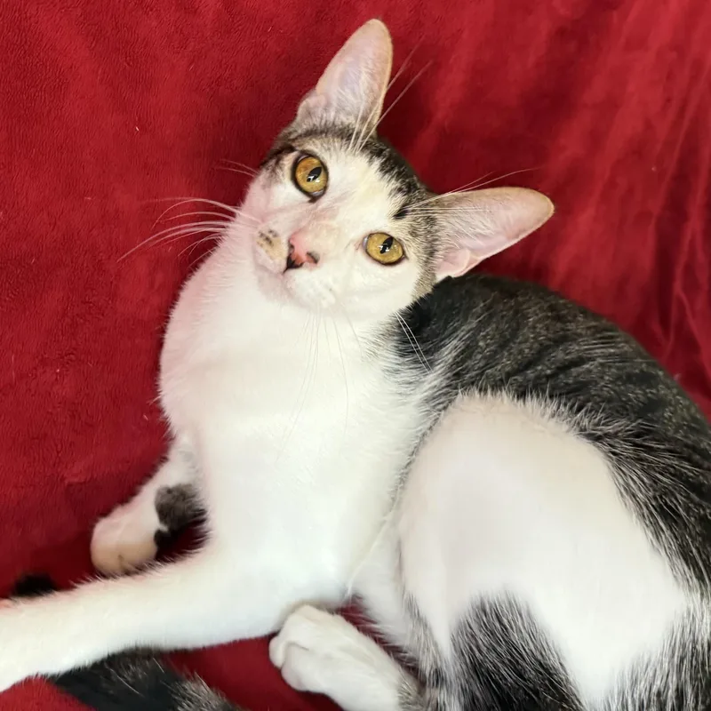 Porcupine thumbnail 3