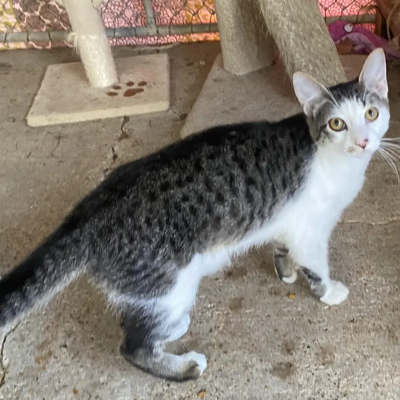 Porcupine thumbnail 4