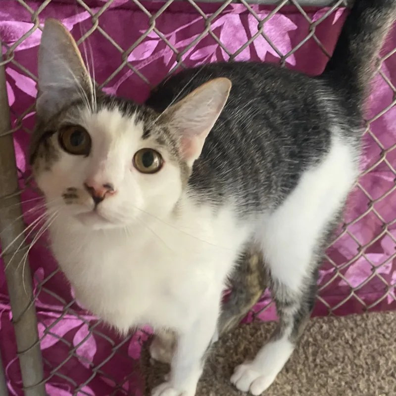 Porcupine thumbnail 6