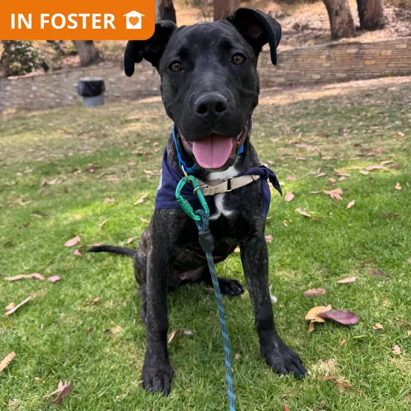 A young small-sized female American Staffordshire Terrier dog named Shakira for adoption in Los Angeles, CA
