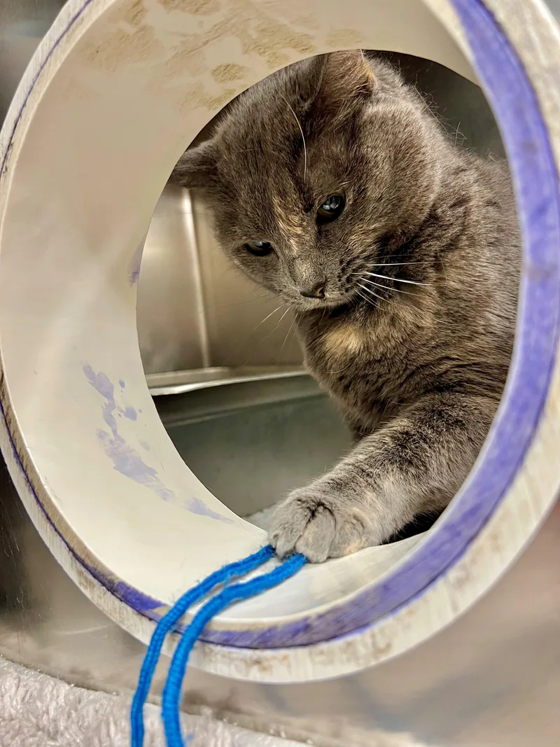 A senior large-sized female Dilute Tortoiseshell Domestic Short Hair cat named Hazel for adoption in Frederick, MD