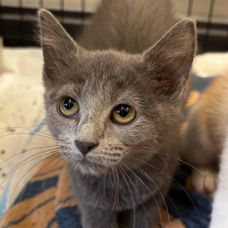 A baby small-sized female Gray / Blue / Silver Domestic Short Hair cat named Blue for adoption in Naperville, IL