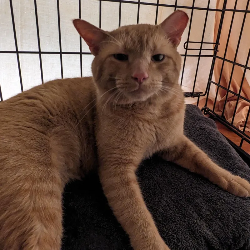 An adult medium-sized male Orange / Red Domestic Short Hair cat named Garfield for adoption in Wyandotte, MI