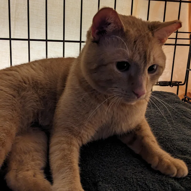Garfield thumbnail 2