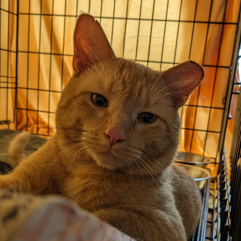 Garfield thumbnail 3