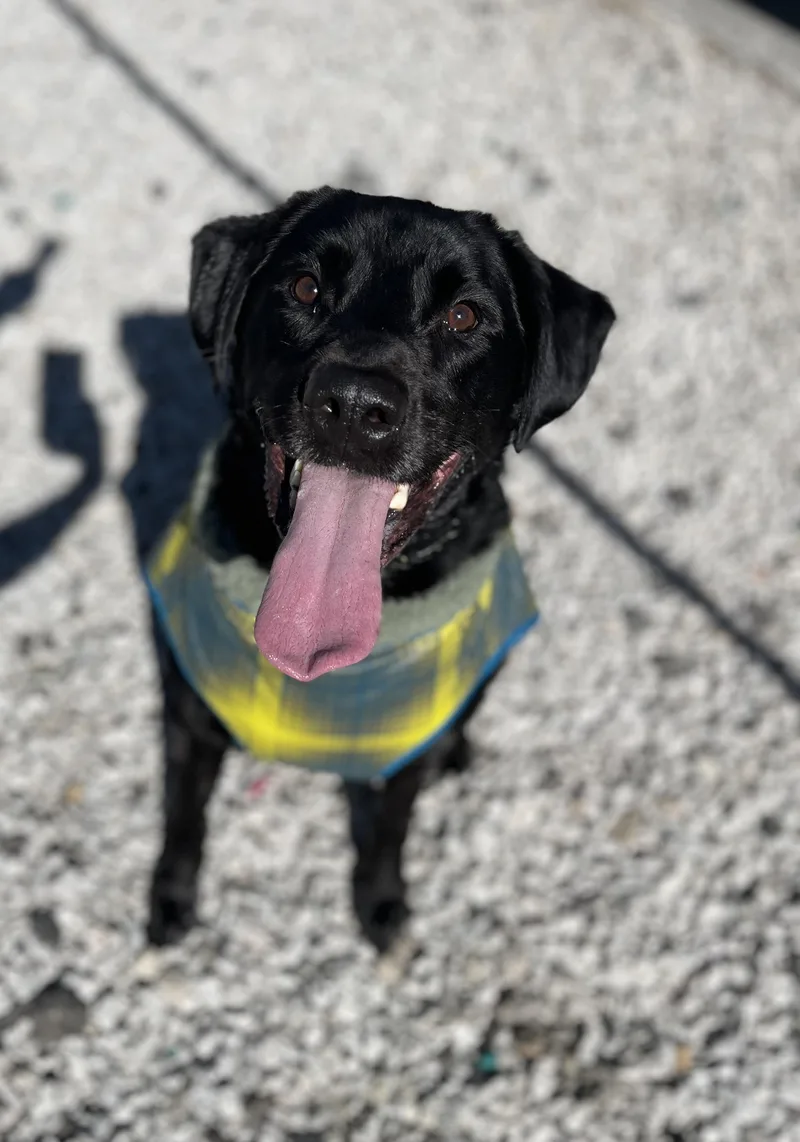 A young large-sized male Black Labrador Retriever dog named Axle for adoption in Blackstone, MA