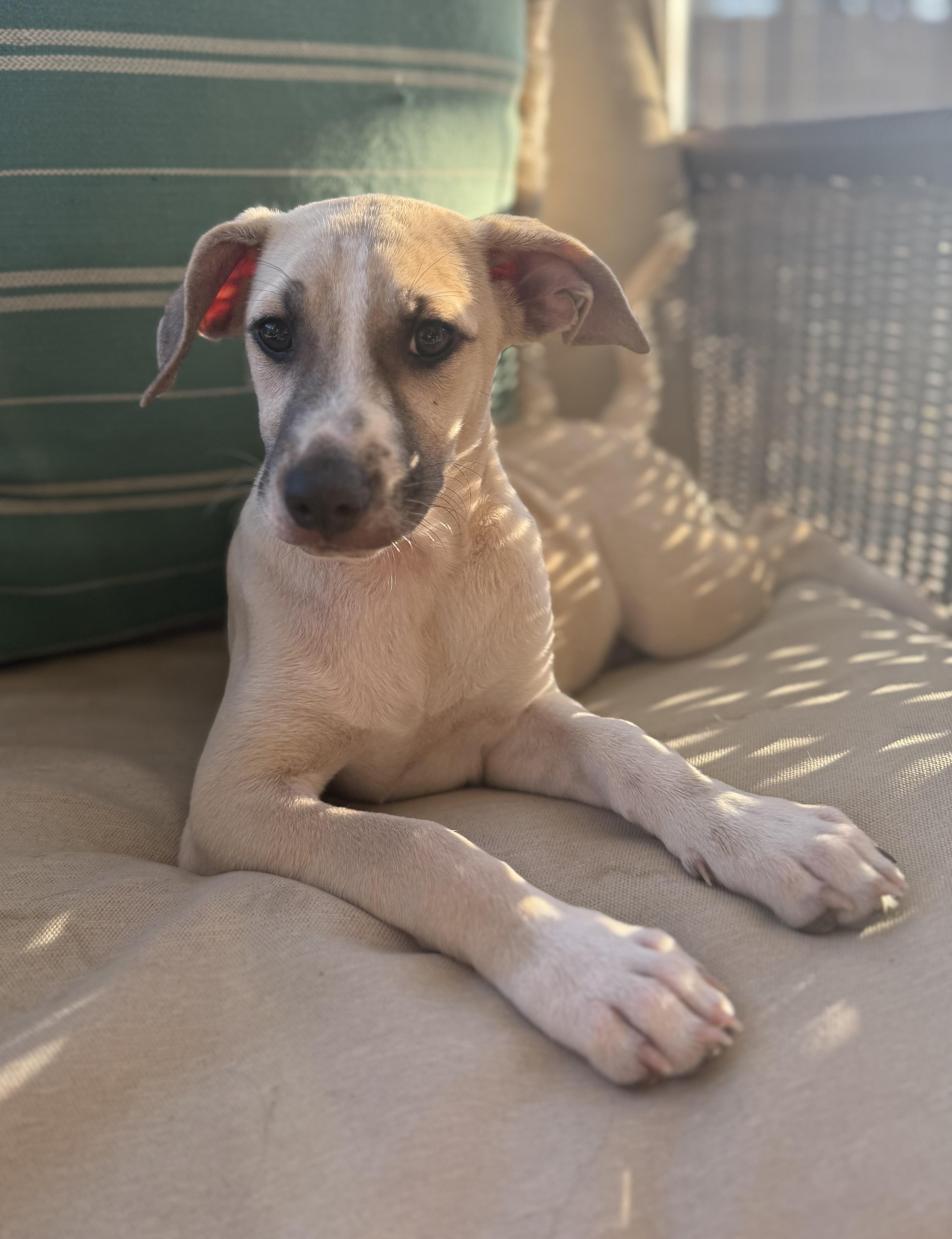 A baby medium-sized female Tricolor (Brown, Black, & White) Labrador Retriever dog named Fiona for adoption in San Diego, CA