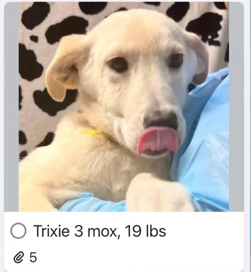 A baby medium-sized female Labrador Retriever dog named Trixie for adoption in Croydon, NH