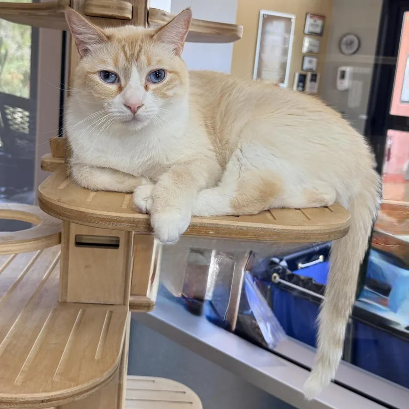 An adult large-sized male White Domestic Short Hair cat named Coca for adoption in Palm Springs, CA
