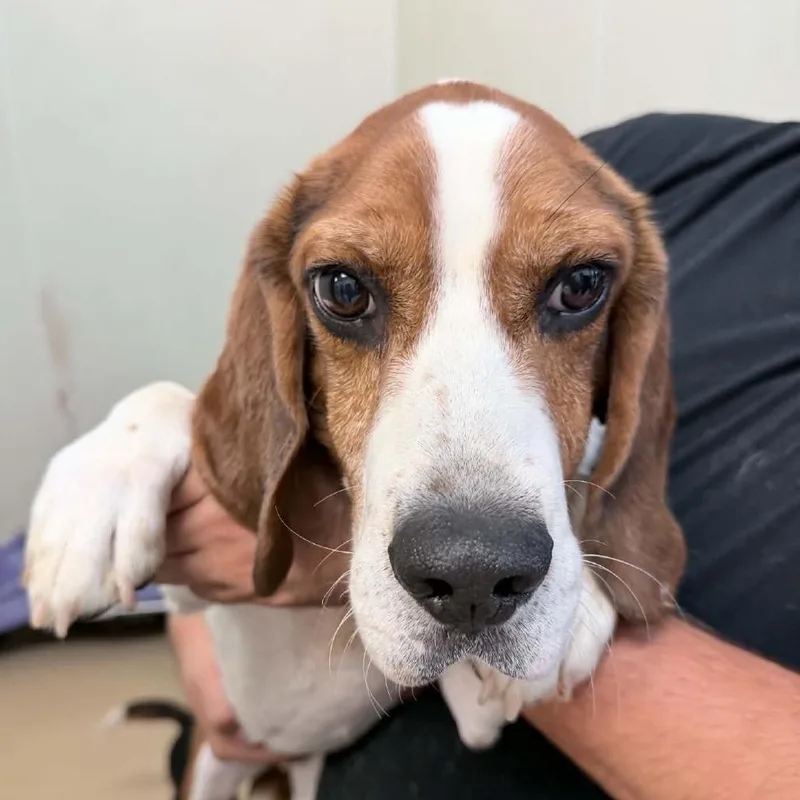 An adult medium-sized male Brown / Chocolate Beagle dog named Coop Chino Hills for adoption in Chino Hills, CA