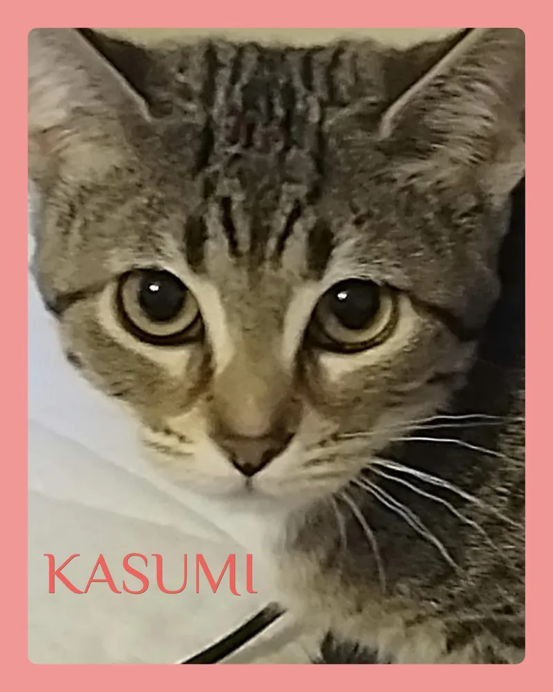 A baby medium-sized female Tabby cat named Kasumi for adoption in Lawton, OK