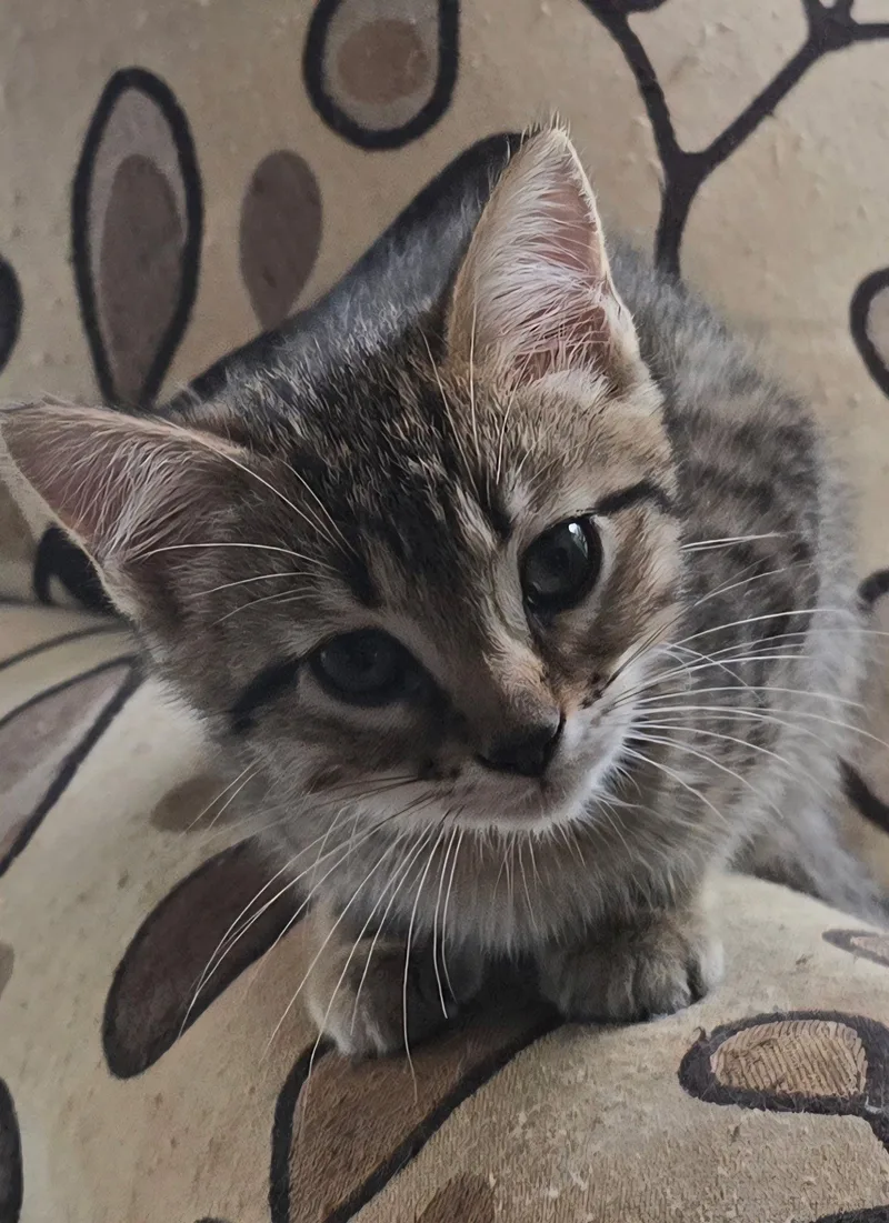 A baby medium-sized female Domestic Short Hair cat named Erowyn for adoption in Wilmington, NC