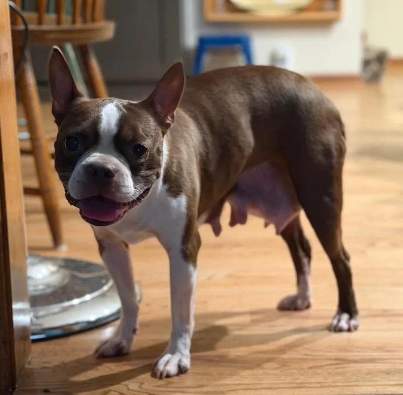 An adult small-sized female White / Cream Boston Terrier dog named Zoe in KS for adoption in Elkhorn, NE