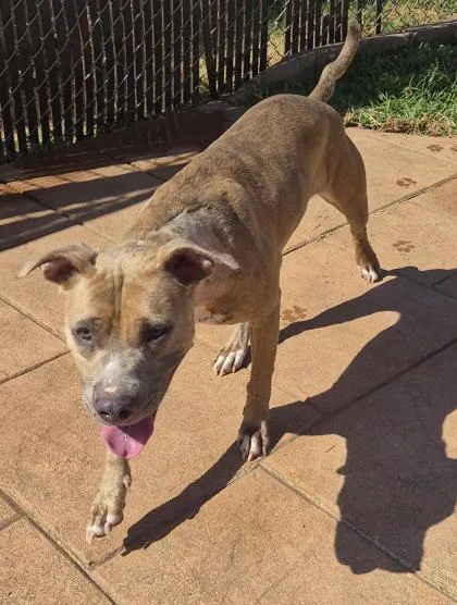 An adult medium-sized female Terrier dog named Marly for adoption in Shreveport, LA