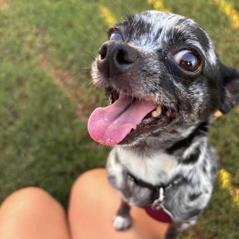 An adult small-sized female Chihuahua dog named Cookie for adoption in Hillsborough , NC
