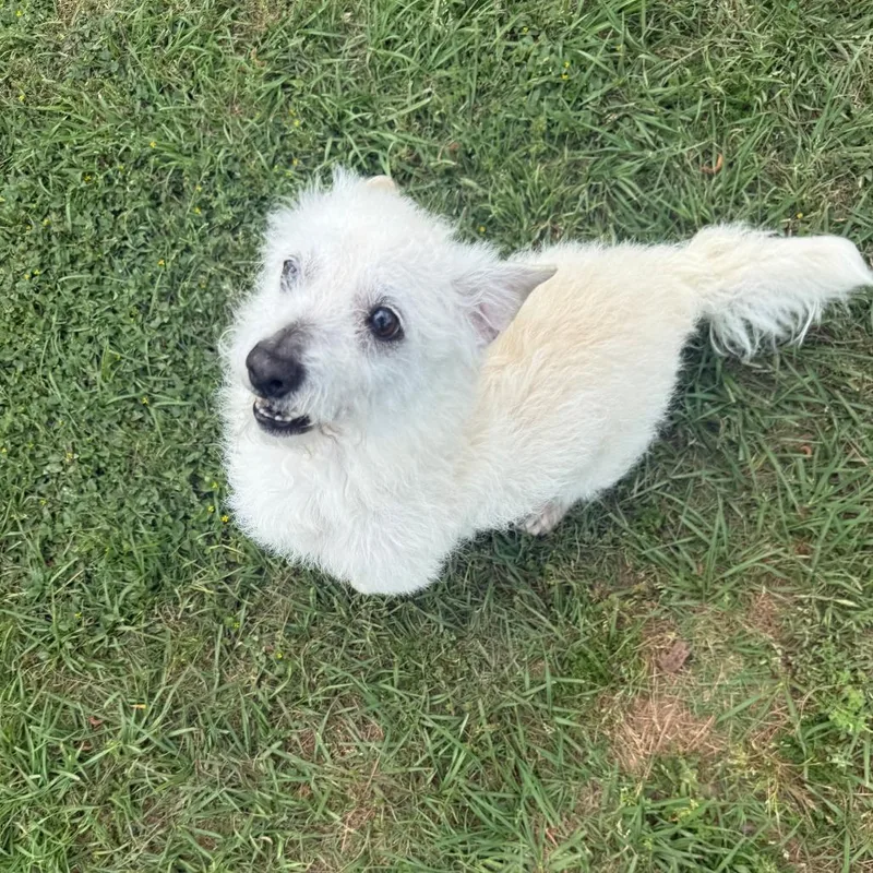 Peyton Manning thumbnail 2