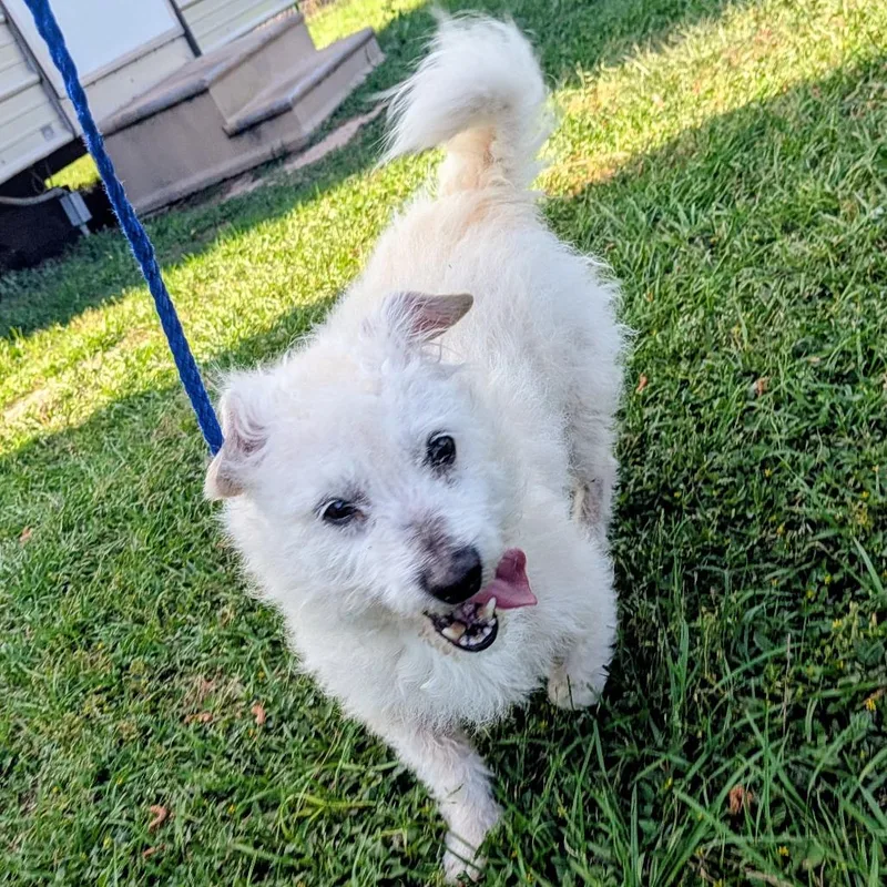 Peyton Manning thumbnail 3