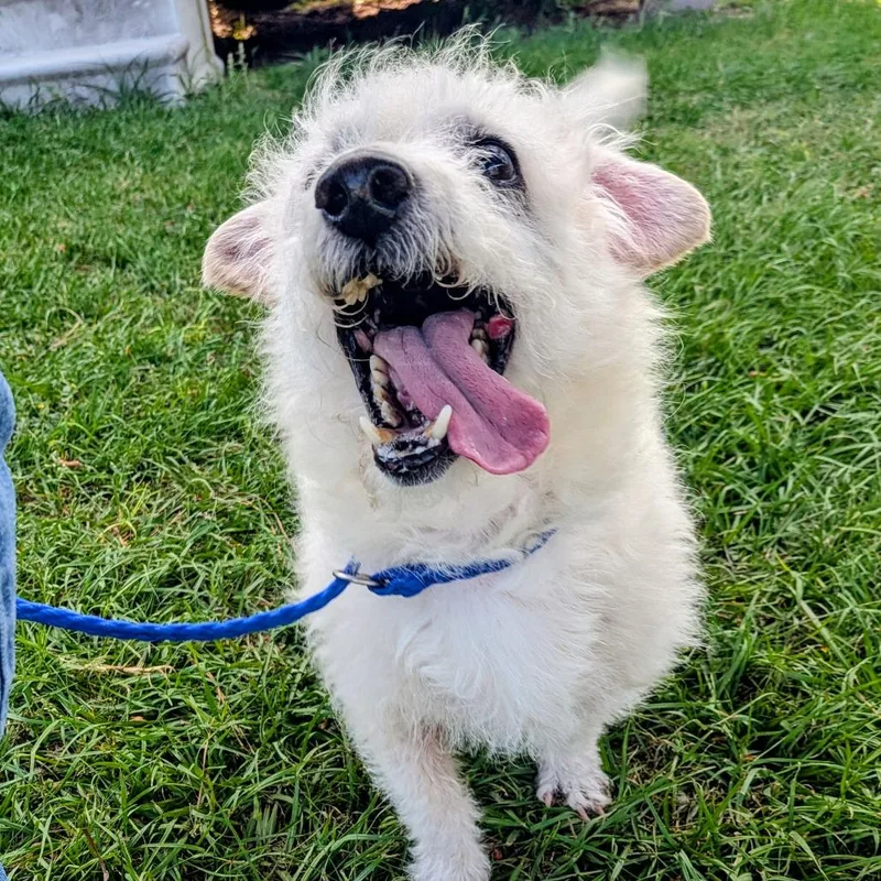 Peyton Manning thumbnail 4