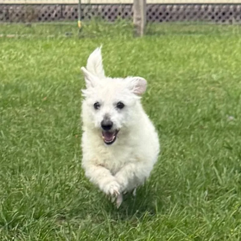 Peyton Manning thumbnail 5