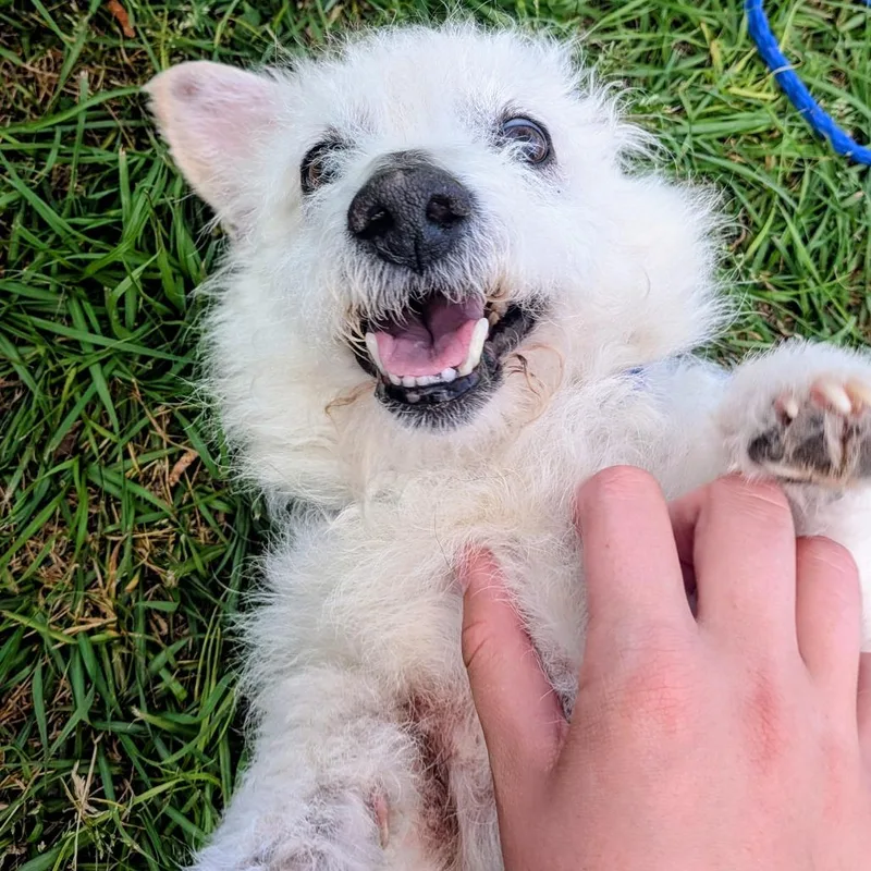 Peyton Manning thumbnail 6