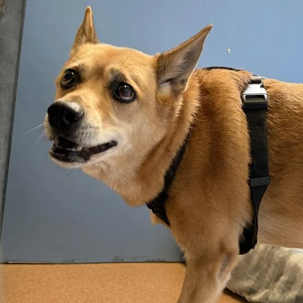 An adult medium-sized female Australian Cattle Dog / Blue Heeler dog named Martha for adoption in San Diego, CA