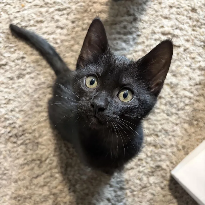 A baby small-sized female Black Domestic Short Hair cat named Chevy for adoption in Spokane, WA