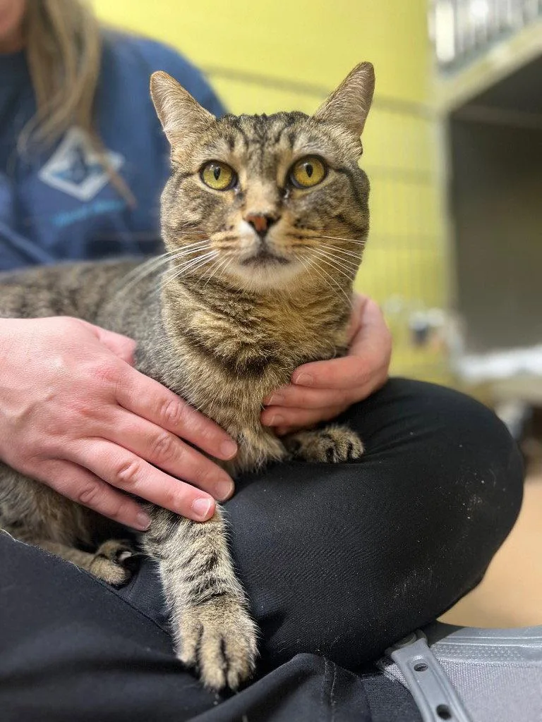 An adult medium-sized female Domestic Short Hair cat named Thumbelina for adoption in Lovingston, VA