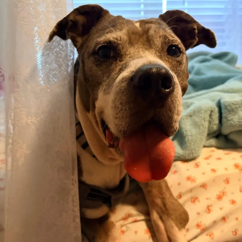 A senior large-sized male Gray / Blue / Silver Mixed Breed dog named Blue for adoption in Gainesville, FL
