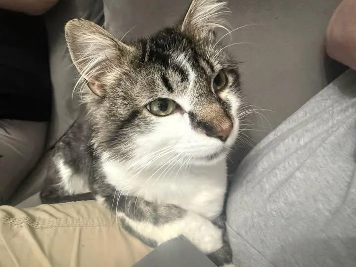 A young medium-sized male Tabby (Gray / Blue / Silver) Tabby cat named Apollo for adoption in Montour Falls, NY