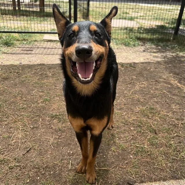 A young medium-sized male Shepherd dog named Bohdi for adoption in San Antonio, TX